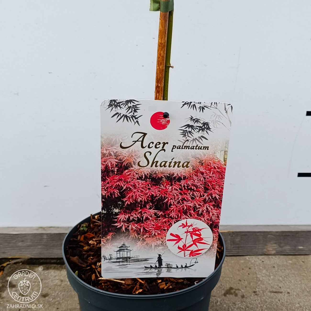 Obrázok Javor dlaňolistý (Acer Palmatum) ‘Shaina’ - výška 80-100 cm, kont.C4L - NA KMIENKU
